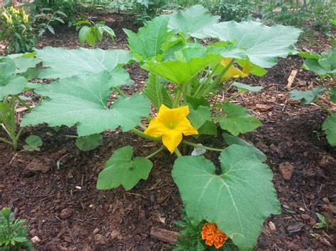 serve squash year   guest post  bob westerfield center