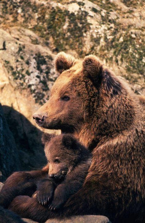 Mama Bear And Cub Lions And Tigers And Bears Etc Pinterest