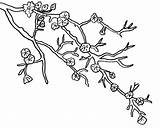 Mewarnai Bunga Galho Cerejeira Desenho Sketsa Blossoms Branch Hitam Putih Terbaru Gambarcoloring Tudodesenhos Menawan Mudah Coloringhome sketch template
