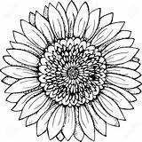 Sunflower Drawing Simple Line Outline Drawings Flower Clipart Tattoo Sketch Vector Pencil Color Paintingvalley Illustration Clipartmag sketch template