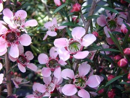 gardensonline leptospermum flavescens pink cascade pink cascade tea tree