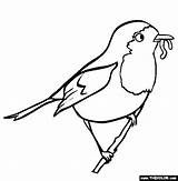 Roodborstje Vogels Bird Robins Sheets Tekening Flevoland Uitprinten Vogel Kleurboek Downloaden Bestcoloringpagesforkids sketch template