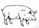 Coloring Pig Pages Fat Drawing Printable sketch template