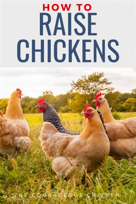 step aside old macdonald a beginner s guide on how to raise chickens
