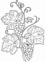 Uva Anggur Autunno Mewarnai Stampare Vendemmia Grappolo Sottocoperta Ausmalen Disegno Riscos Malbuch Buch Frutta Wenn Uvas Bordar Malt Basteln Jute sketch template