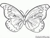 Papillon Vole Papillons Coloriage Coloriages sketch template