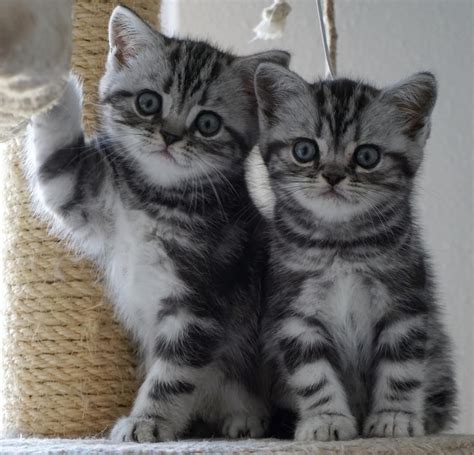 britse korthaar kittens google zoeken tabby kittens cute cats  kittens baby cats kittens