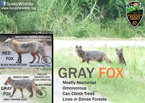 gray fox susquehannock wildlife society