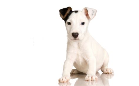white puppy  wallpaper