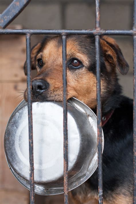 animal cruelty dogslife dog breeds magazine