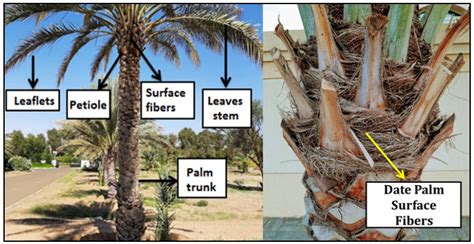 buildings  full text date palm surface fibers  green thermal