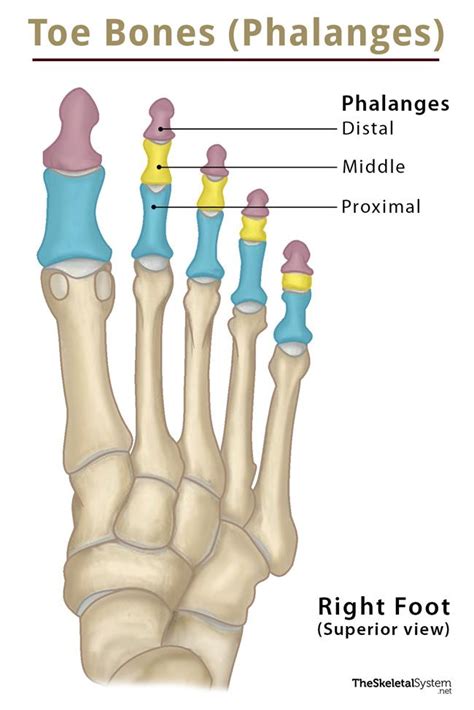 toe bones phalanges   foot anatomy location diagram