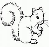 Squirrel Coloringhome sketch template