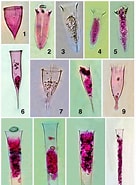 Afbeeldingsresultaten voor "rhabdonella Cornucopia". Grootte: 136 x 185. Bron: www.researchgate.net