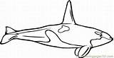 Coloring Pages Whale Printable Shamu Color Lrg Online Animals Mammals Kids sketch template