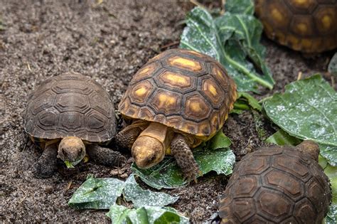 hatchlings sponsors join gopher tortoise head start  eckerd