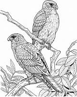 Coloring Falcon Bird Peregrine Pages Couple Getcolorings Netart Mating sketch template