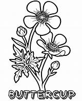 Coloring Buttercup Flower Flowers sketch template