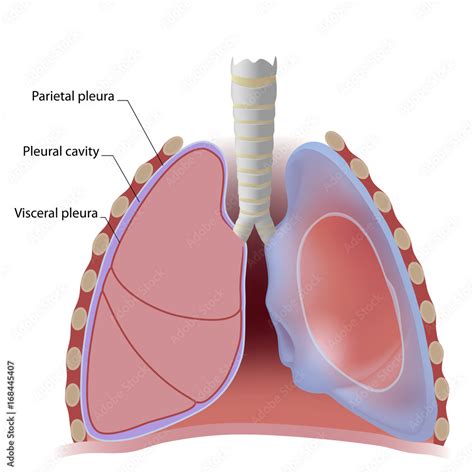 lung pleura  pleural cavity labeled stock illustration adobe stock