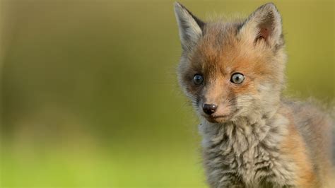 small fox hd animals wallpapers hd wallpapers id