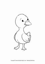 Duck Coloring Baby Pages Printable Wood Donald Duckling Getcolorings Cute Colouring Getdrawings sketch template