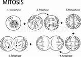 Mitosis Cell Root Prophase Telophase Anaphase Metaphase sketch template