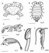 Crustacea Arthropoda Mollusca Annelida Myriapoda Ofta än Käkar Phylum Pleopod sketch template