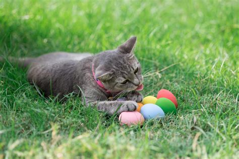 Easter Cat With Colorful Eggs Perth Vet Emergency