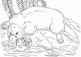 Platypus Coloring Pages sketch template