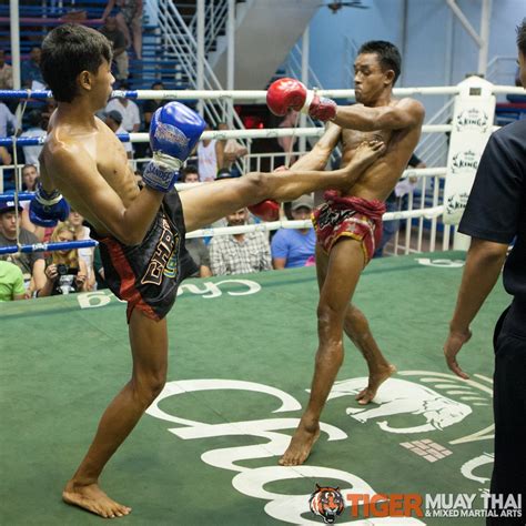 fighting thai tiger muay thai and mma training camp guest fights june 7