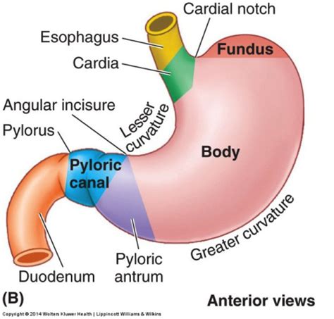 anatomy  sorrells flashcards stomach spleen  small