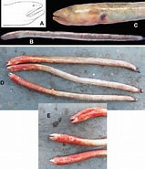 Image result for Pythonichthys. Size: 159 x 185. Source: www.researchgate.net