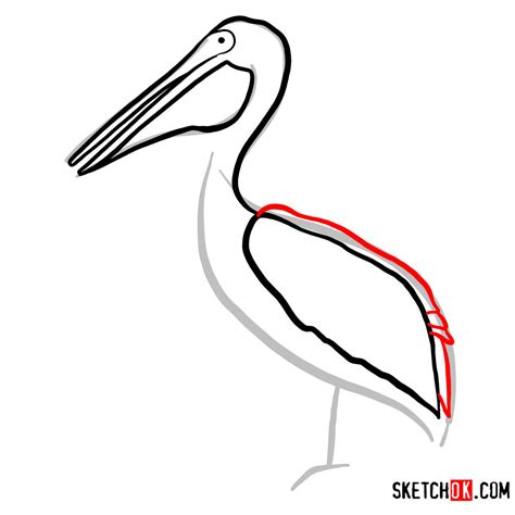 draw  pelican birds sketchok easy drawing guides