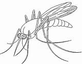 Mosquito Komar Kolorowanki Dzieci Tastic sketch template
