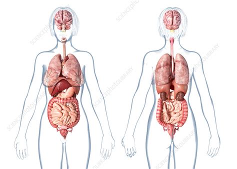 Female Internal Organs Illustration Stock Image F025