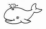 Coloring Whale Color Pages Shark Printable Drawing Kids Clipart Blue Template Print Whales Easy Tail Thresher Clipartmag Cartoon Megalodon Draw sketch template