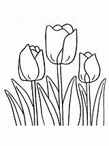 Tulip Gaddynippercrayons Tulips sketch template