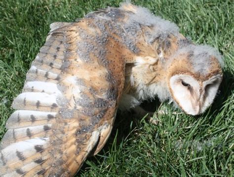 Juvenile Barn Owls Utah In Molting Barn Owl Wildlife Owl