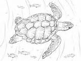 Turtle Coloring Pages Sea Loggerhead Realistic Turtles Drawing Hawksbill Printable Supercoloring Color Drawings Adult Animal Sheets sketch template