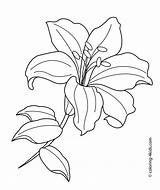 Flower Coloring Drawing Pages Printable Kids Lilium Drawings Line Lilly Lilies Lily Flowers Sketches 4kids Bouquet Floral sketch template