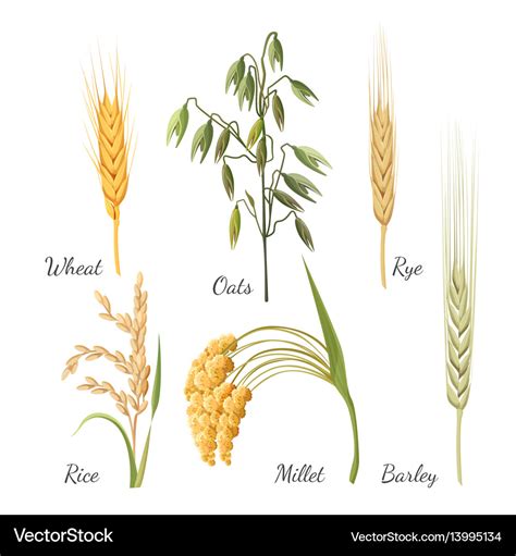barley wheat rye rice millet  green oat vector image