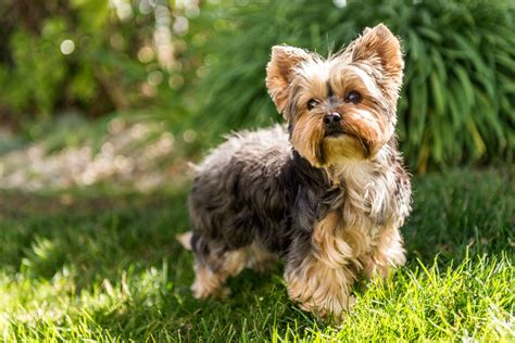 yorkshire terrier   yorkshire