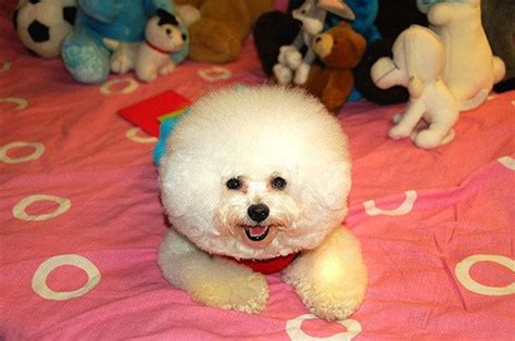sweetest small  fluffy dog breeds pethelpful