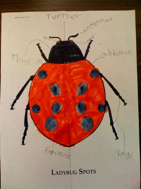 ladybugproject licensed   commercial   body parts