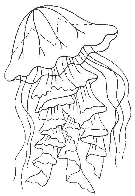 jellyfish coloring page  coloringkidsorg