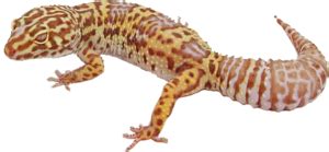 geckos clip arts   geckos png arts files