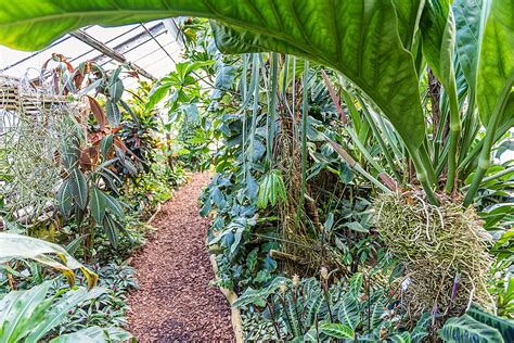 gewaechshaus tropische sumpf und wasserpflanzen botanischer garten