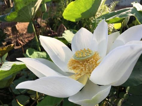 Lotus Flowers 37 Types Meaning And Pictures Florgeous