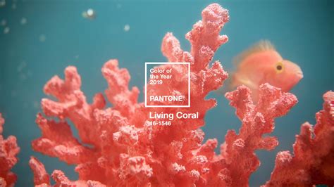 living coral  wallpaper