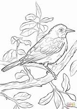 Oriole Orioles Bird Designlooter sketch template